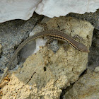 Skyros wall lizard (Σαύρα της Σκύρου)