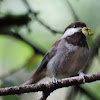 Chestnut-backed Chickadee