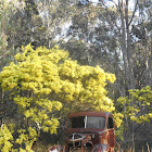 Fringed Wattle (aka Brisbane Golden Wattle)