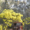 Fringed Wattle (aka Brisbane Golden Wattle)