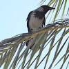 Hooded crow