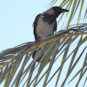 Hooded crow