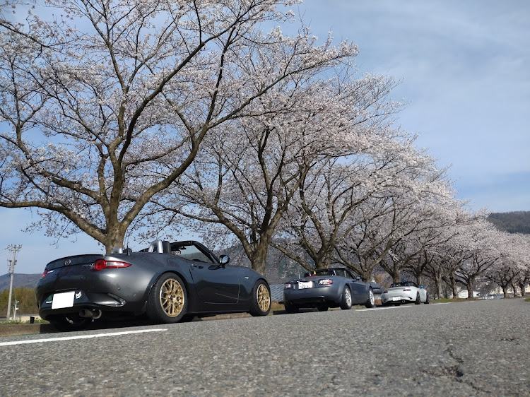 ロードスターの桜が満開🌸に関するカスタム事例の投稿画像5枚目