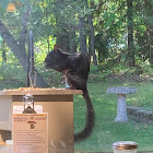 Eastern gray squirrel