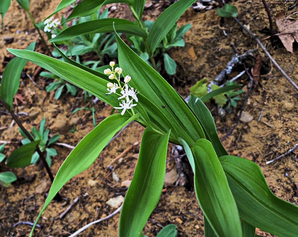 Star-Flowered Lily-of-the-Valley