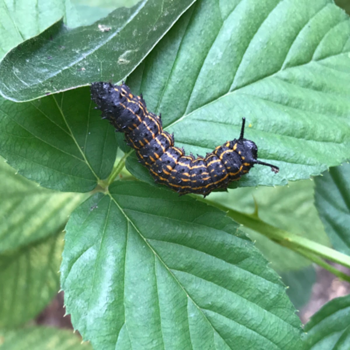 ORANGE-STRIPED OAKWORM