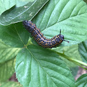 ORANGE-STRIPED OAKWORM