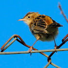 Fan-tailed Warbler; Buitrón