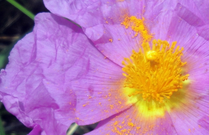 Primi accenni di primavera di ombry