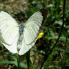 Large white