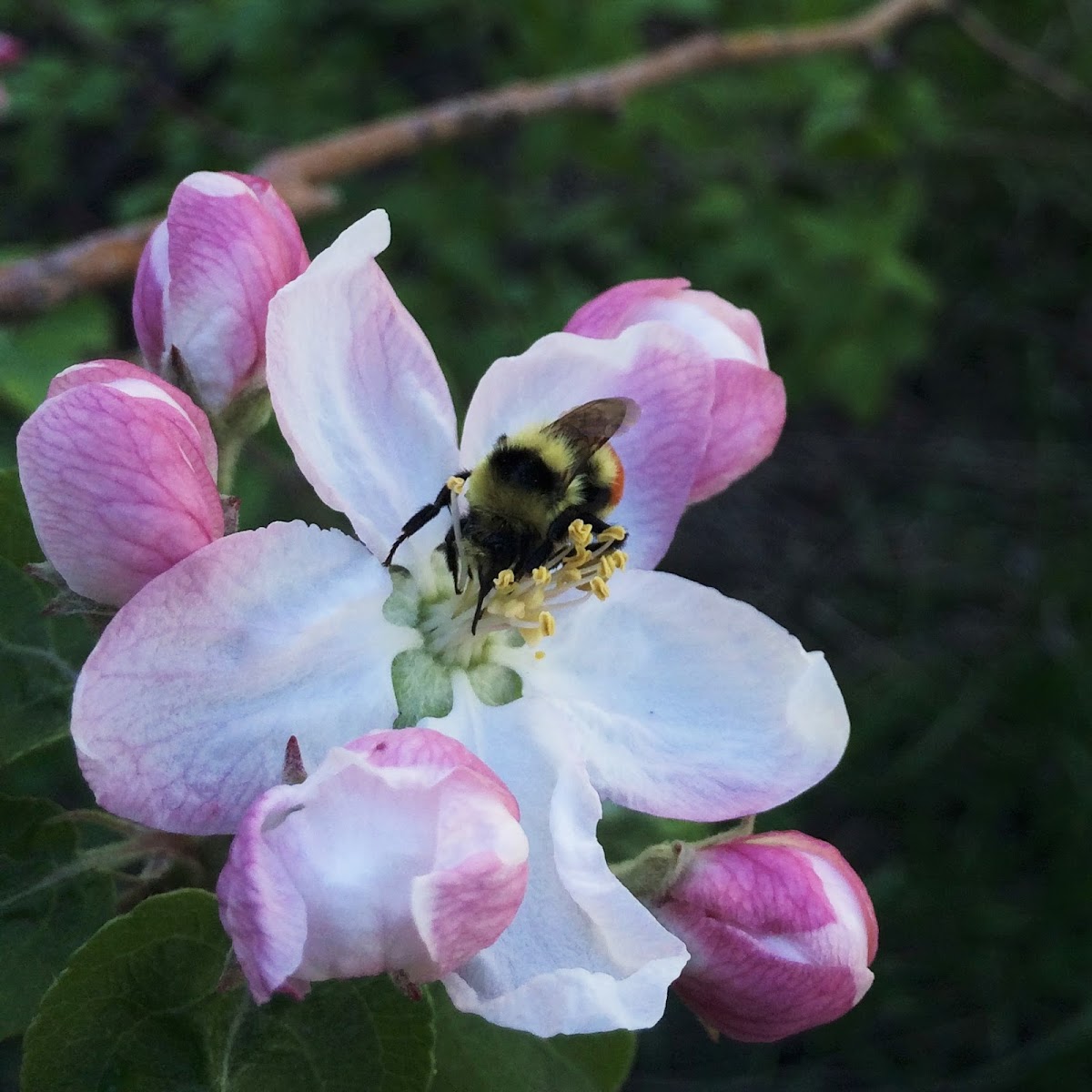 Orange-Belted Bumblebee