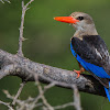 Grey-headed Kingfisher.