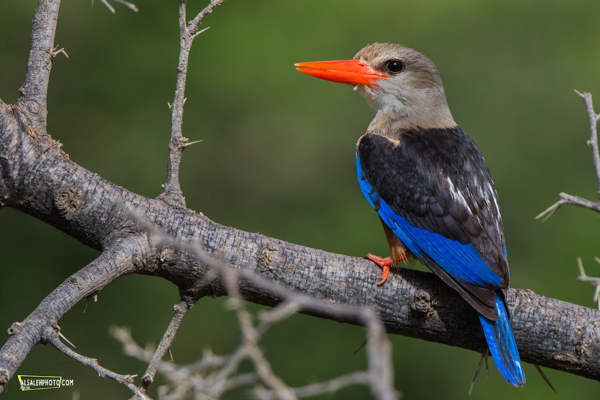 Grey-headed Kingfisher.