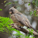 Pyrrhuloxia (female)