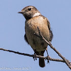 Stonechat; Tarabilla Común