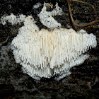 Spine Fungus