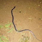 Common Krait