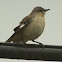 Northern Mockingbird