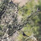 Sardinian Warbler; Curruca Cabicinegra