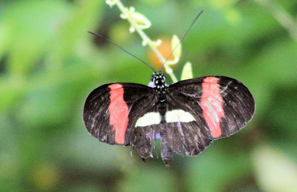 Red Postman Butterfly