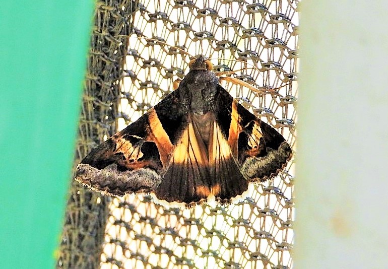 Indomitable Melipotis Moth