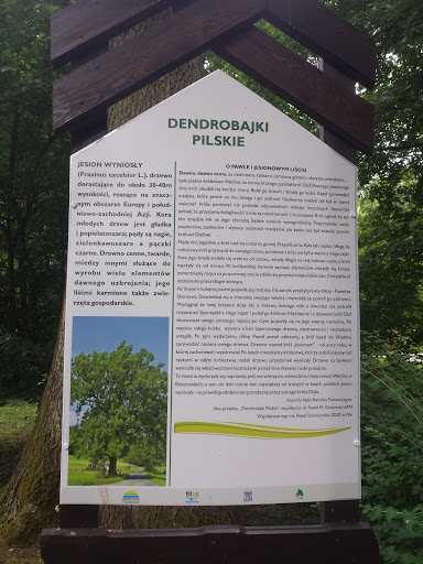 Dendrobajki Jesion Wyniosły 