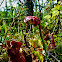 Purple Pitcher Plant