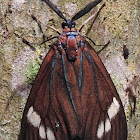 Drury's Jewel, male