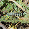 Bembix sand wasps