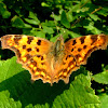 Comma Butterfly