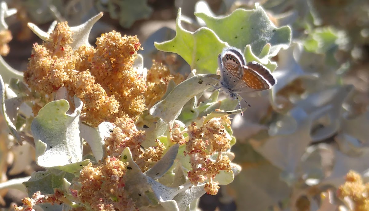 Western Pygmy-Blue