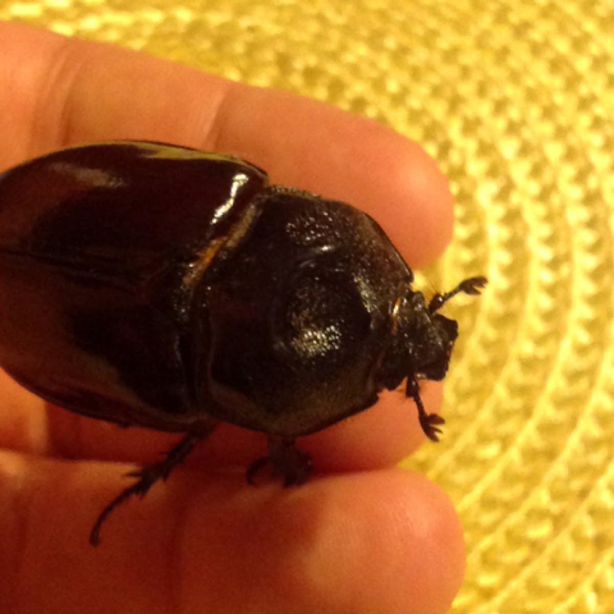 Ox Beetle