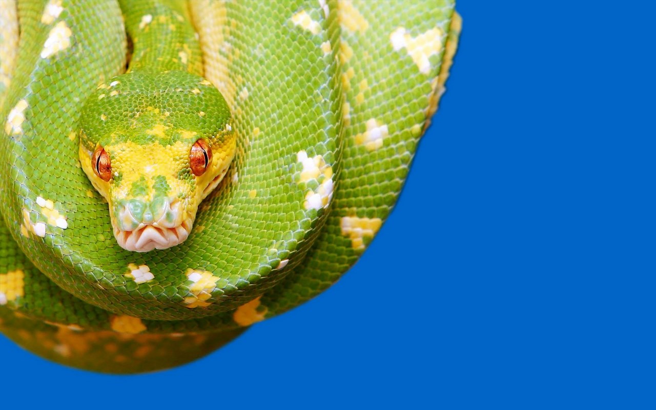 Snake Wallpaper Preview image 2