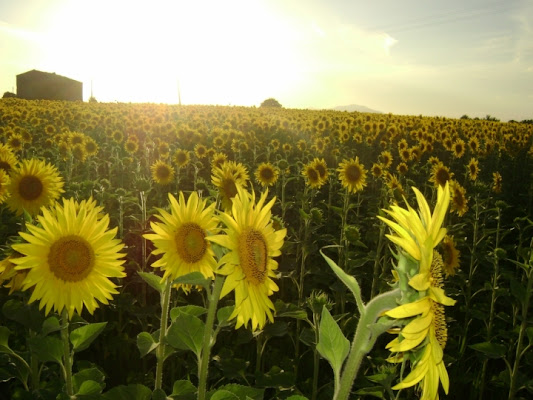 All flowers in time bend towards the sun di Lsd!