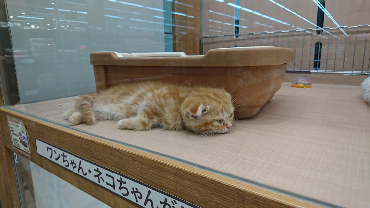 来ヶ谷さんが投稿したねこちゃん・いぬに関するカスタム事例の投稿画像4枚目