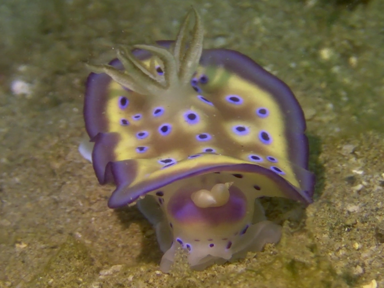 Nudibranch