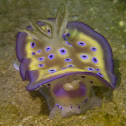 Nudibranch