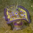 Nudibranch