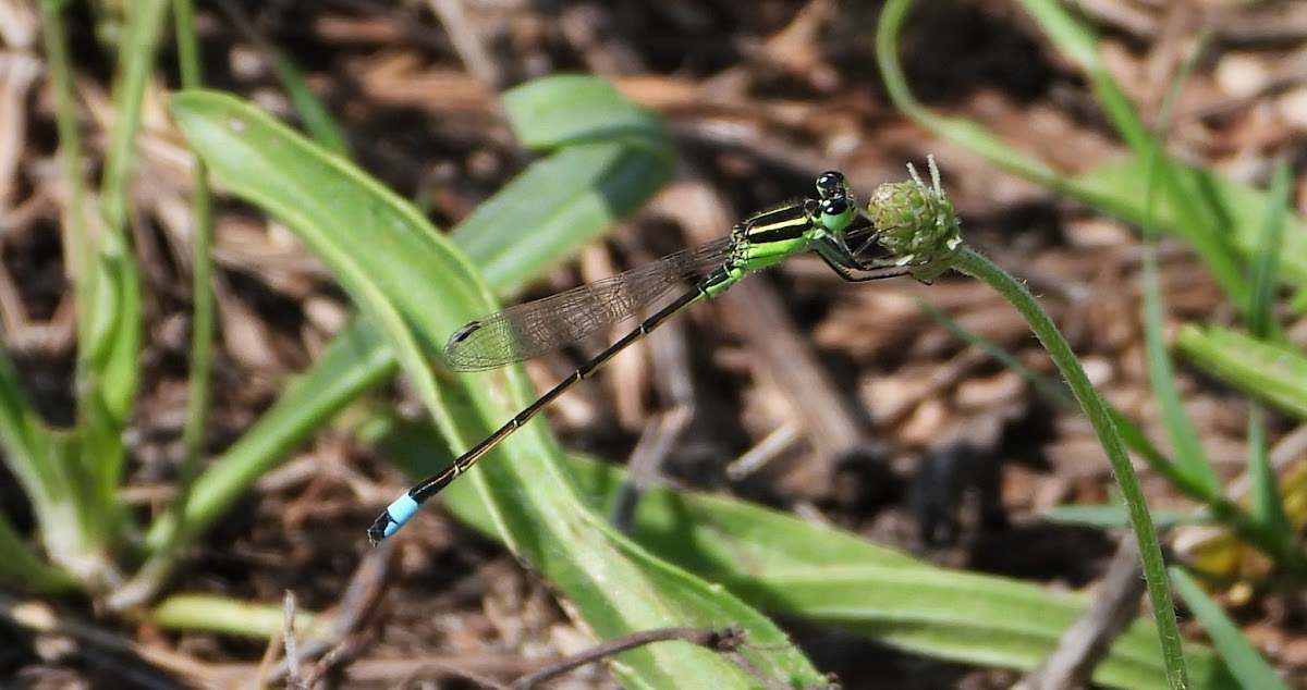 Eastern forktail