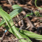 Eastern forktail