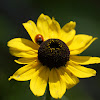 Black Eyed Susan