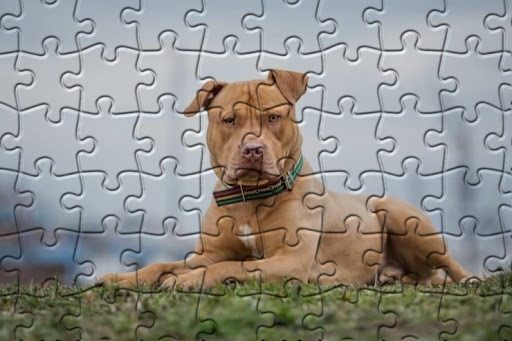 Pitbull Jigsaw Puzzle