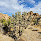 Branched pencil cholla