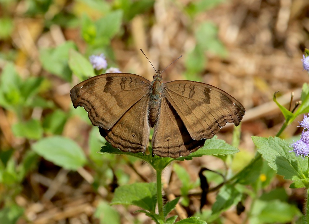 Chocolate Pansy