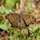 Chocolate Pansy