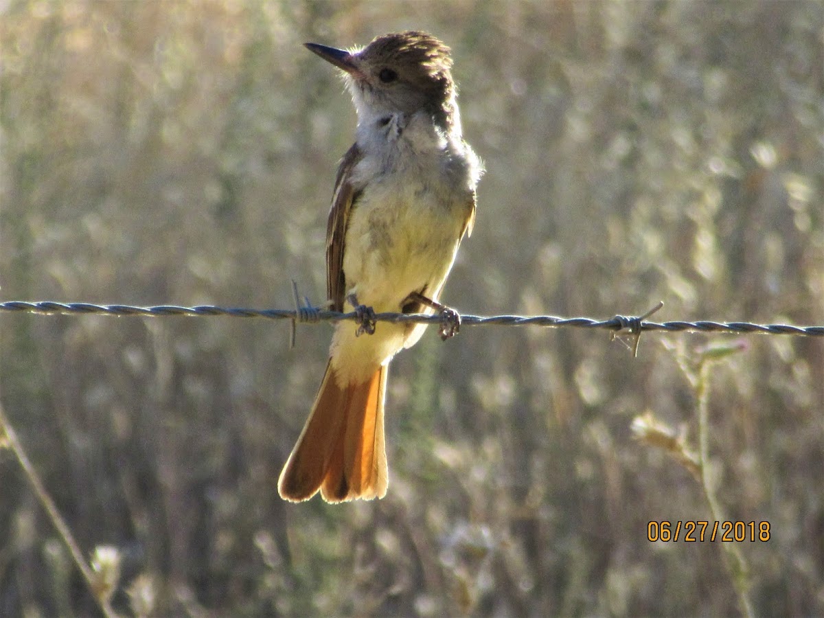 Ashthroated flycatcher