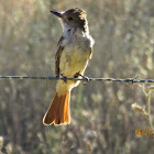 Ashthroated flycatcher