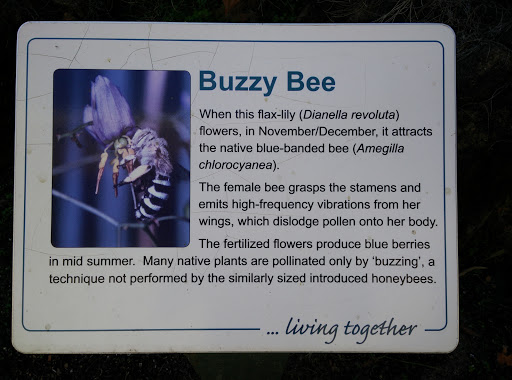 Buzzy Bee