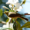 Yellow-tinted Honeyeater