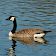 Goose Calls icon